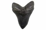 Huge Fossil Megalodon Tooth - South Carolina #306311-1